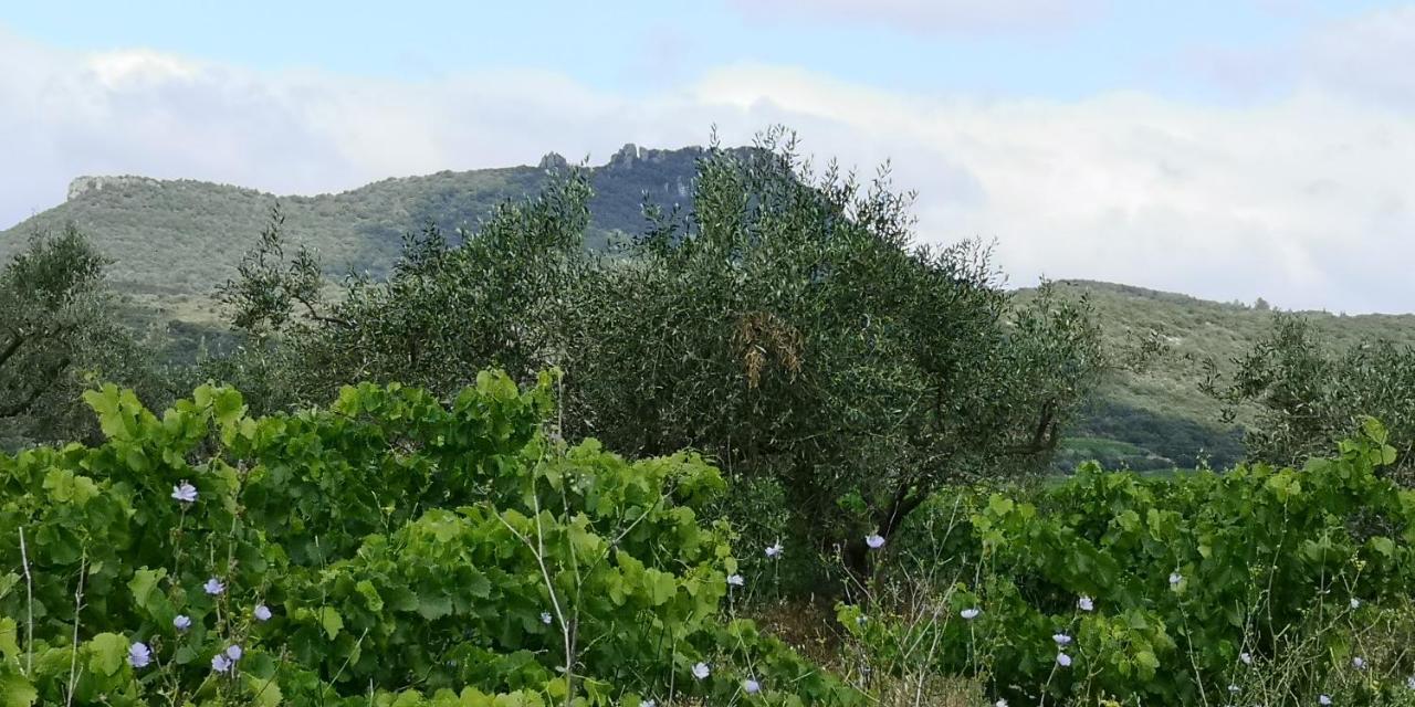 Le Mimosa Bed and Breakfast Saint-Saturnin-de-Lucian Exteriör bild