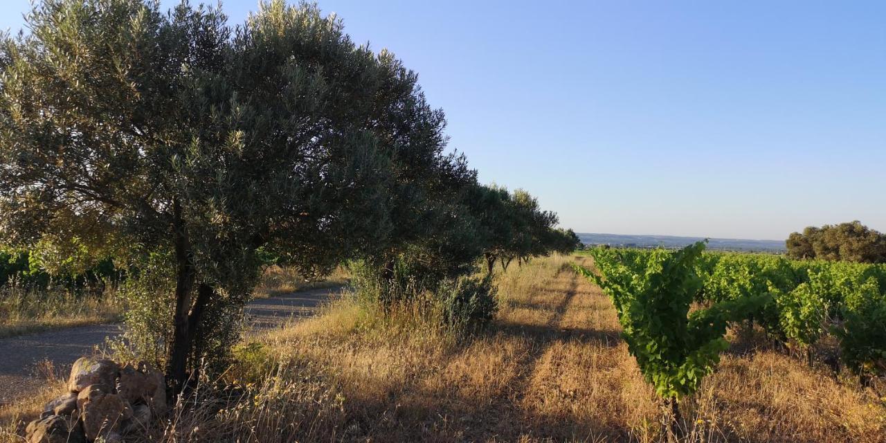 Le Mimosa Bed and Breakfast Saint-Saturnin-de-Lucian Exteriör bild