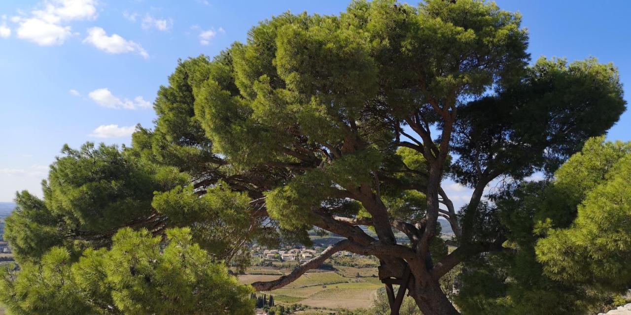 Le Mimosa Bed and Breakfast Saint-Saturnin-de-Lucian Exteriör bild
